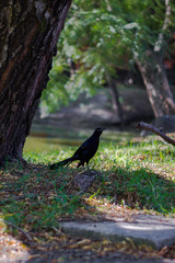 black Raven