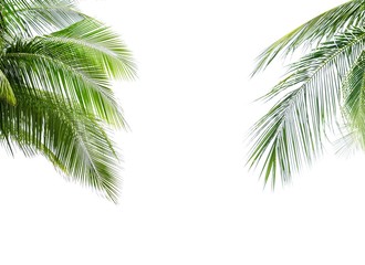 Fototapeta na wymiar Coconut palm leaf isolated on white background