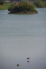Birds swim and fly in the park. Green artificial island.