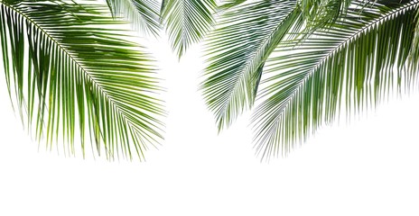 Coconut palm leaf isolated on white background