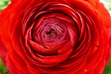 red ranunculus flower macro. red flower .Bright floral nature background.