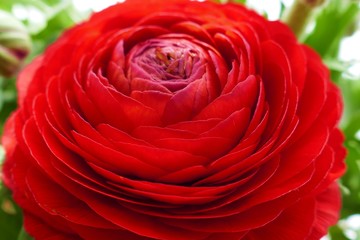 red ranunculus flower macro. red flower close-up.Bright floral  background.