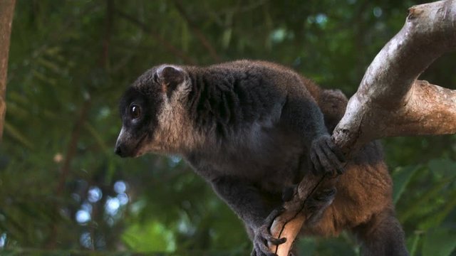 Lemur Maki Eating While Sitting On Top Of A Tree In The Jungle And Looking Around For While Licking Its Lips.