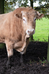 Huge pedigree limosine bull cow grazing in the sun on a summer meadow between the trees
