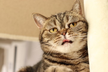 キュートだけれど切ない表情の猫アメリカンショートヘアー