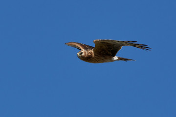 Hen harrier (Circus cyaneus)