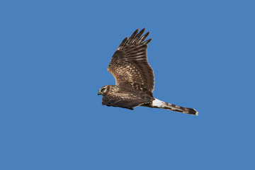 Hen harrier (Circus cyaneus)