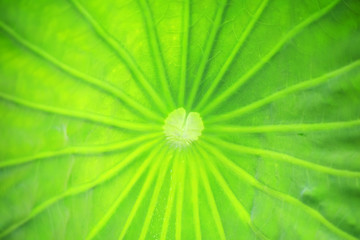 Fresh lotus leaves with very clear veins