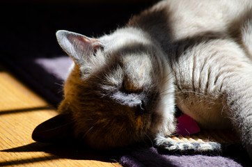 Sunny Sleeping Cat