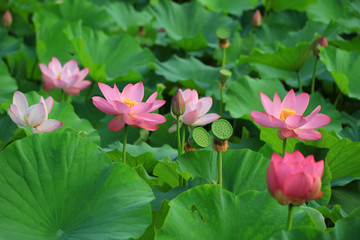 Beautiful pink lotus, close-up photos
