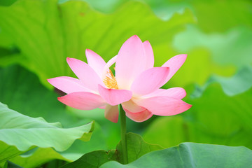 Beautiful pink lotus, close-up photos