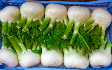 Fennel or Anise a popular Italian vegetable