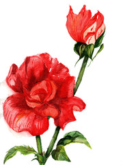 Watercolor blooming red rose flower with petals and a green stem with thorns, hand-drawn with a brush on a white background