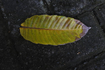 matoa leaf (Pometia pinnata) on the background paving floor