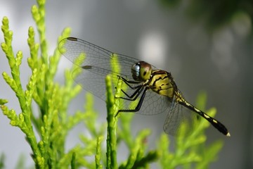 dragonfly perched on a green leaf