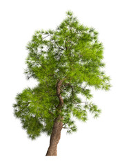 Fototapeta premium Coniferous evergreen spruce tree with a lush crown on a white background. Isolate oneself. 3D illustration.