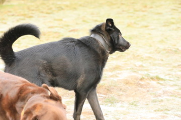 dogs playing in water