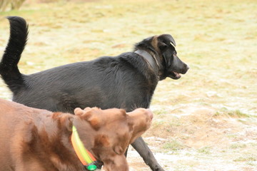 dog on beach