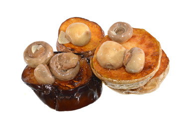 mushrooms isolated on white background