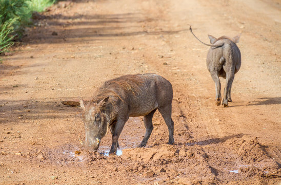 Two warthogs isolated wandering around in the wild image in horizontal format