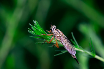 assassin fly on green leaves