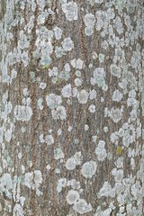 texture of bark of tree