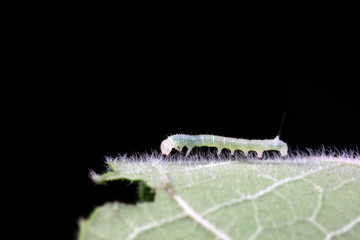 Hawk moth larvae on green leaf