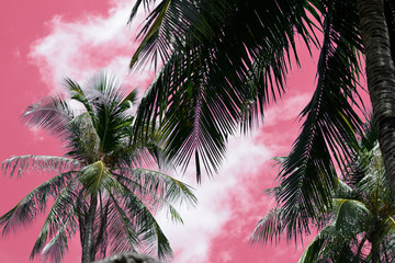 Coconut tree against the sky unusual pink color. Tropical background
