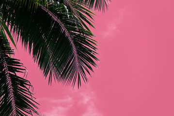 Coconut tree against the sky unusual pink color. Tropical background