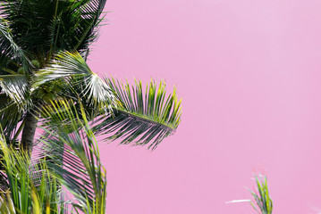 Coconut tree against the sky unusual pink color. Tropical background