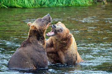 Two adult Male coastal brown bears in a remote river with one asserting dominance over the other.