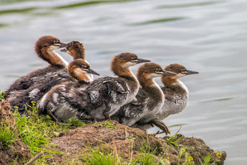 A group of common merganser chicks gather on the bank of river as they prepare to enter the water.