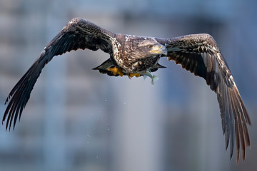 Juvenile Bald Eagle in Flight with Fish