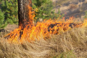 Forest fire devours dry grass and wood