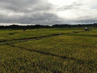 Kuching, Sarawak / Malaysia - February 11, 2020:  A top down aerial view of a paddy field with farmers at work. Located in the Skuduk Village, Sarawak, Malaysia.General scenery of a paddy field, huts,
