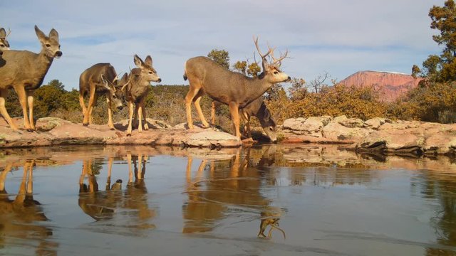 A herd of mule deer drink from a watering hole that reflects them as they stand on the rocky bank in the desert of Southern Utah.