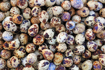 Piles of quail eggs