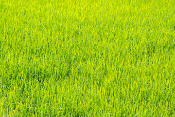 Bright green rice field  nature