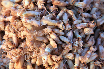 Dry cuttlefish on the market
