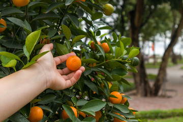 Left hand touch orange fruit on the orange tree