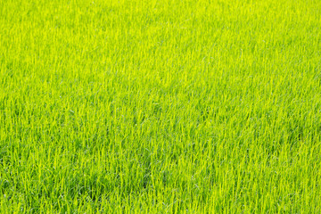 Obraz premium Bright green rice field nature