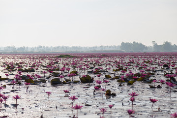 Fototapeta premium Pink water lily with purple flowers bloom on lake