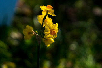 Fototapeta premium スイセンの花