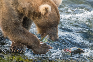 Adult coastal brown bear walks away from the waterfalls with a freshly caught salmon fish in its mouth.