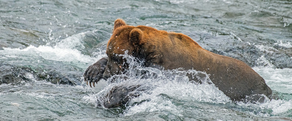 Panoramic view of adult coastal brown bear diving for salmon in a remote river.