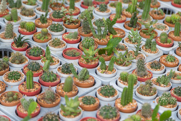 Row of mini variety type cactus plant in the pot