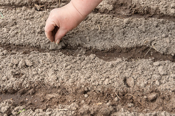 Female hand spring sowing seeds in the ground close-up.