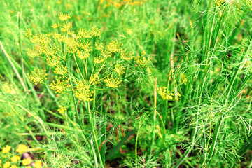 Background with dill umbrella closeup. Garden plant. Fragrant dill in the garden.