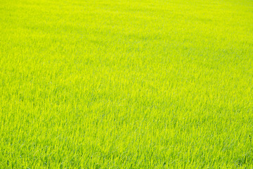 Obraz na płótnie Canvas Bright green rice field nature
