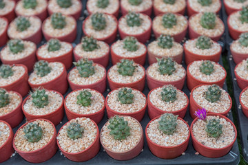 Row of mini variety type cactus plant in the pot